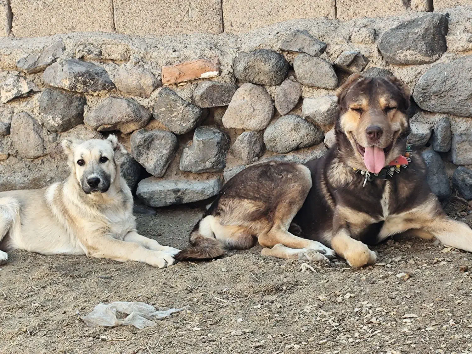 دو عدد عشق|سگ|بیرجند, |دیوار