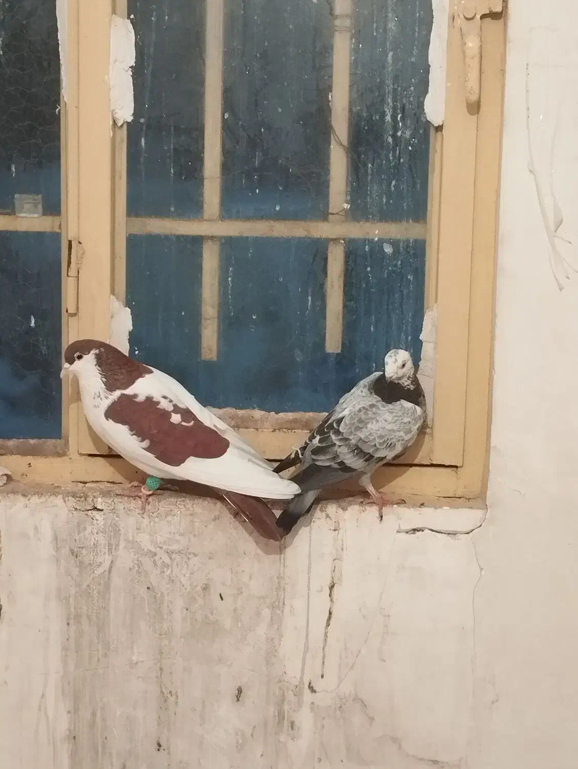 چهار عددکفترپرشی عالی|پرنده|مشهد, نوده|دیوار