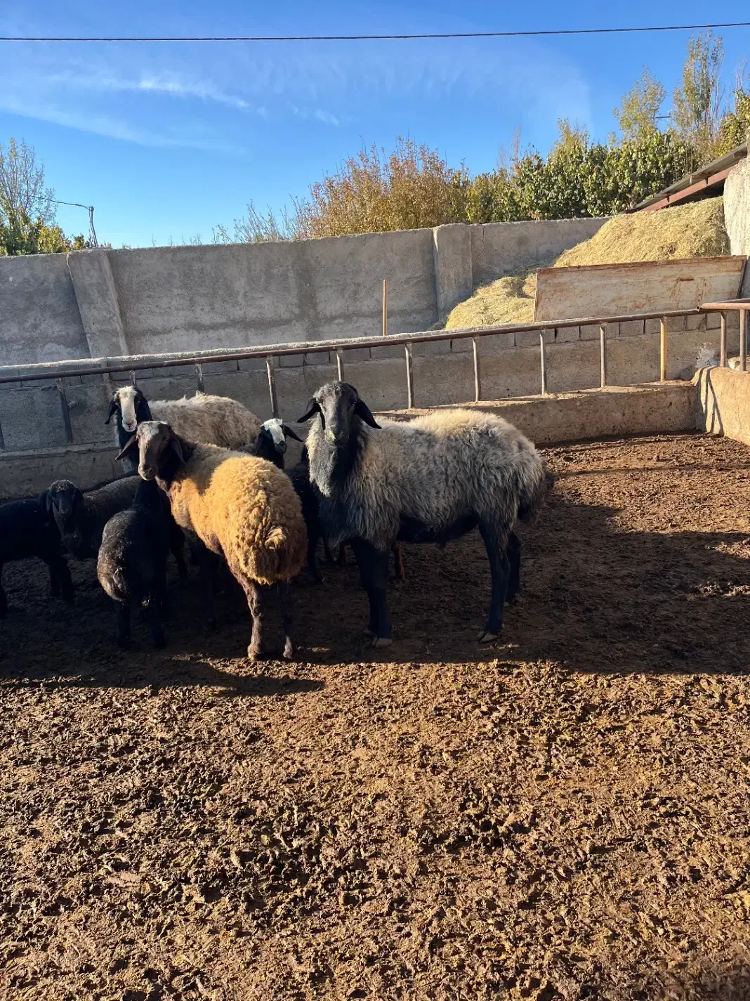 قوچ شال اصیل|حیوانات مزرعه|ماهدشت, |دیوار