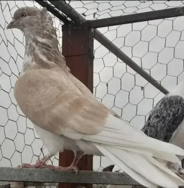 کفتر ایرانی|پرنده|پیرانشهر, |دیوار