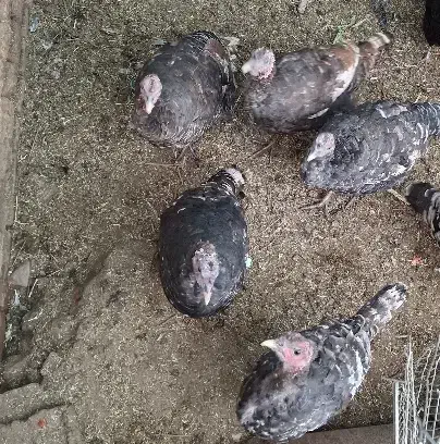 بوقلمون فروشی|حیوانات مزرعه|رفسنجان, |دیوار