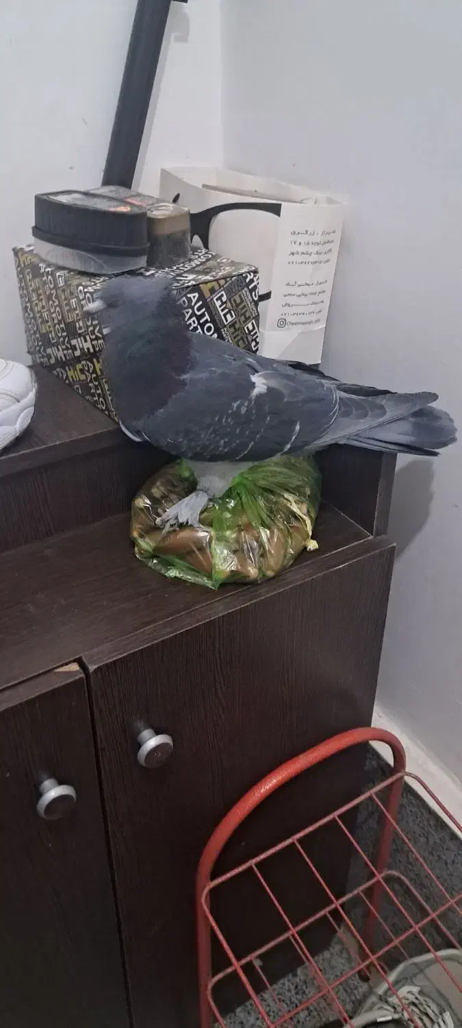 ۱عدد نر کوهی|پرنده|صدرا-فارس, فاز ۱|دیوار