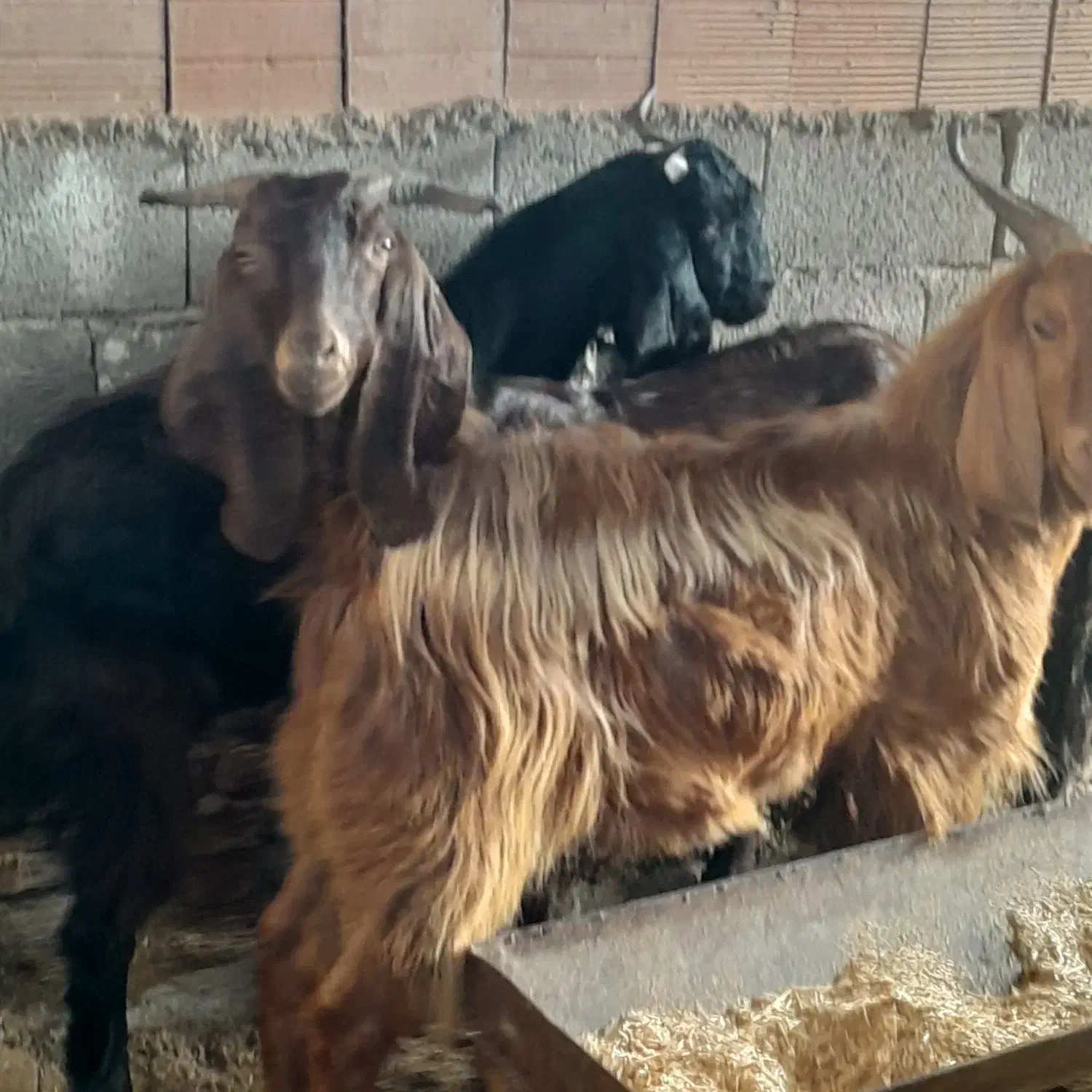 ۷راس بزغاله وشیشک نرچاق|حیوانات مزرعه|آق قلا, |دیوار