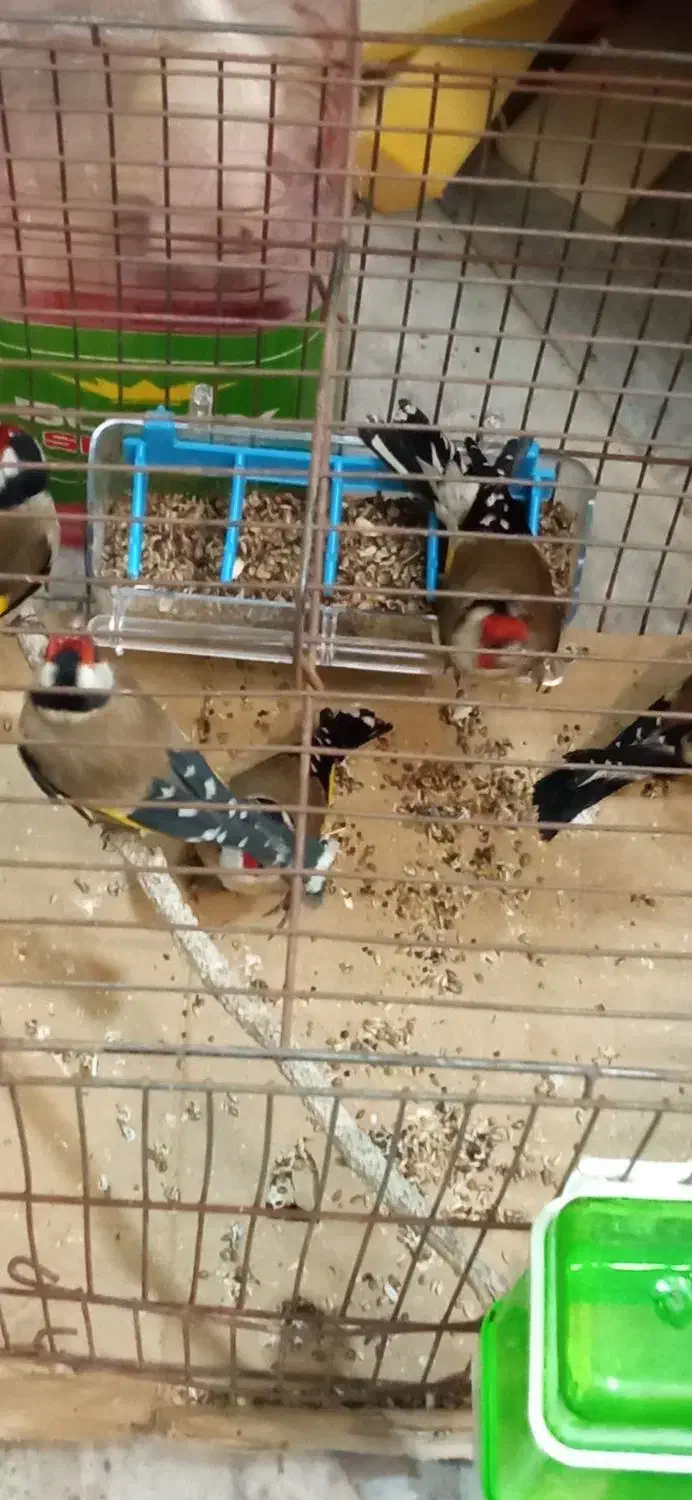 سهره|پرنده|قم, بکایی|دیوار