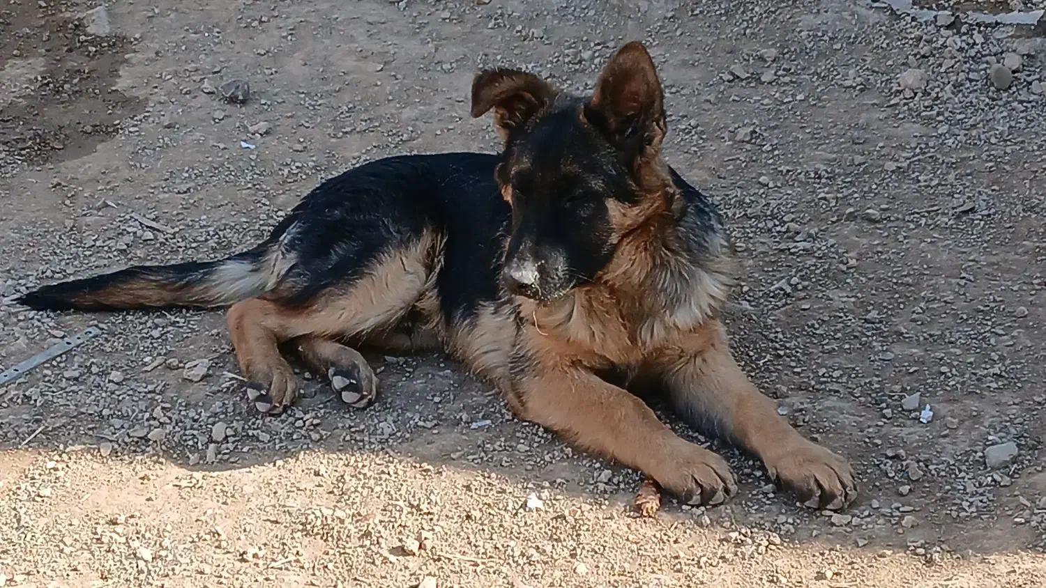 توله سگ ژرمن|سگ|هشتگرد, خور|دیوار