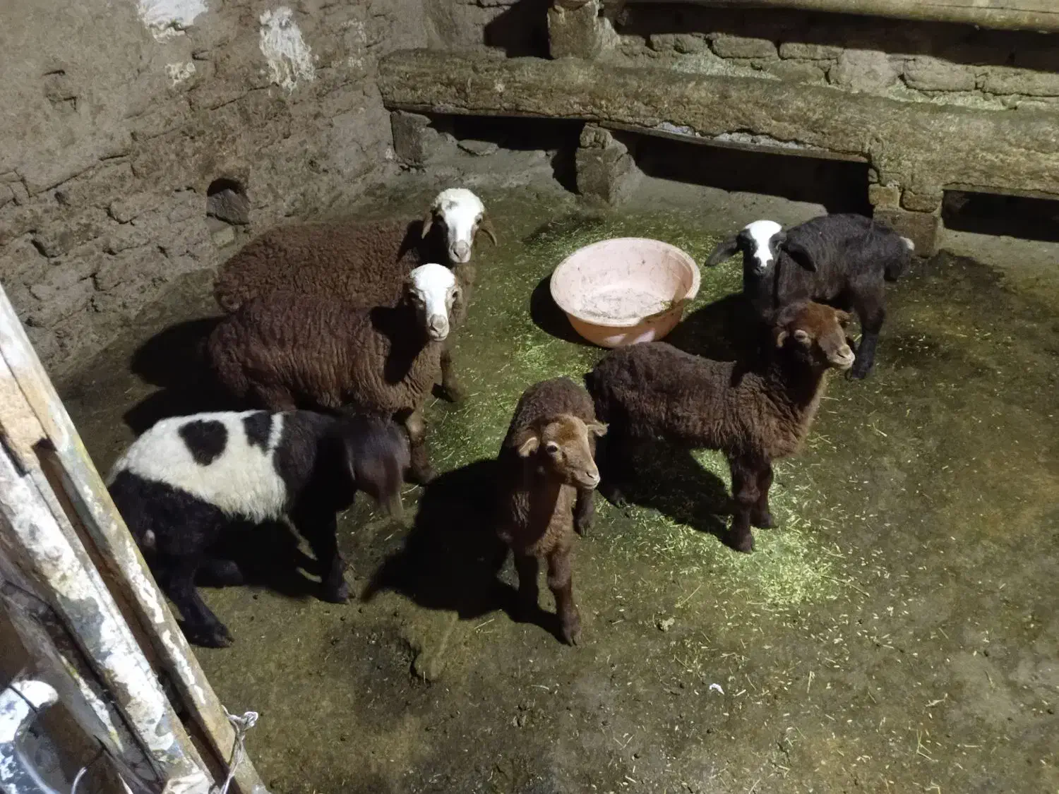 میش وبره|حیوانات مزرعه|سنقر, |دیوار