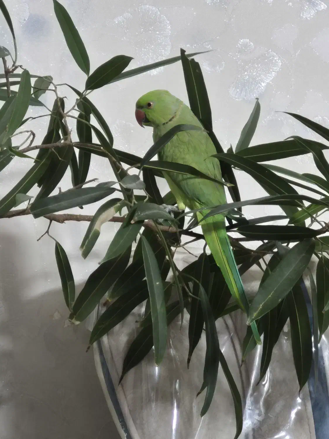 طوطی ملنگو|پرنده|قم, شاه سید علی|دیوار