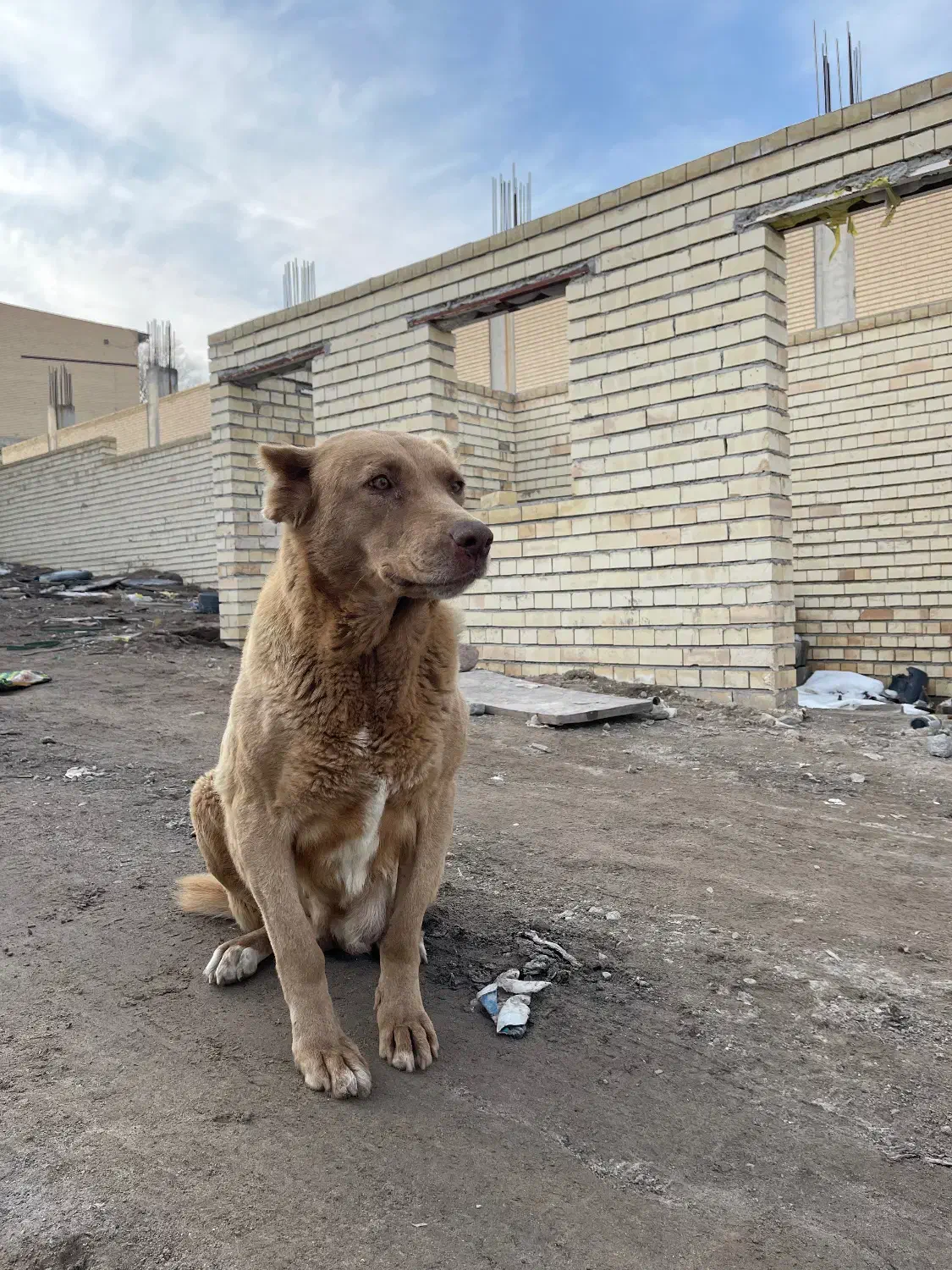 سگ اصل سراب|سگ|باسمنج, |دیوار