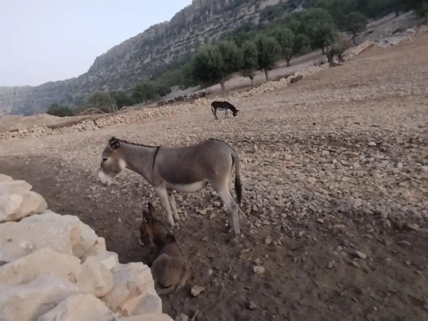 فروش الاغ|حیوانات مزرعه|دهدشت, |دیوار