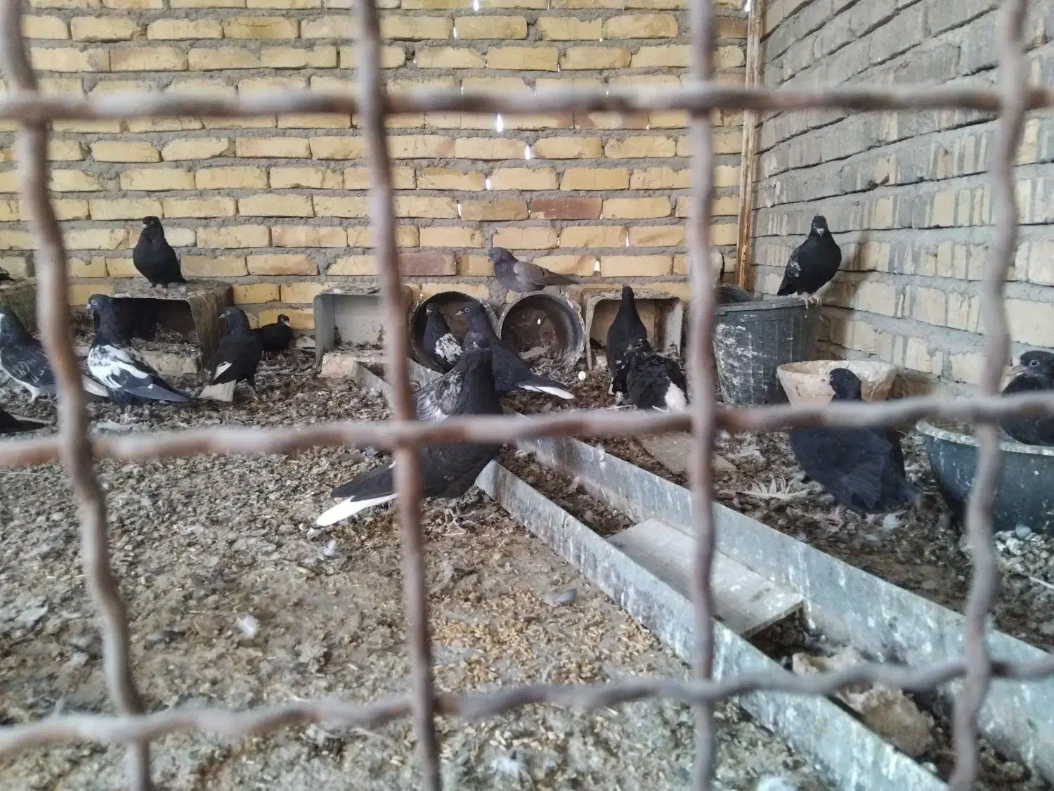 کفتر|پرنده|اردکان, |دیوار