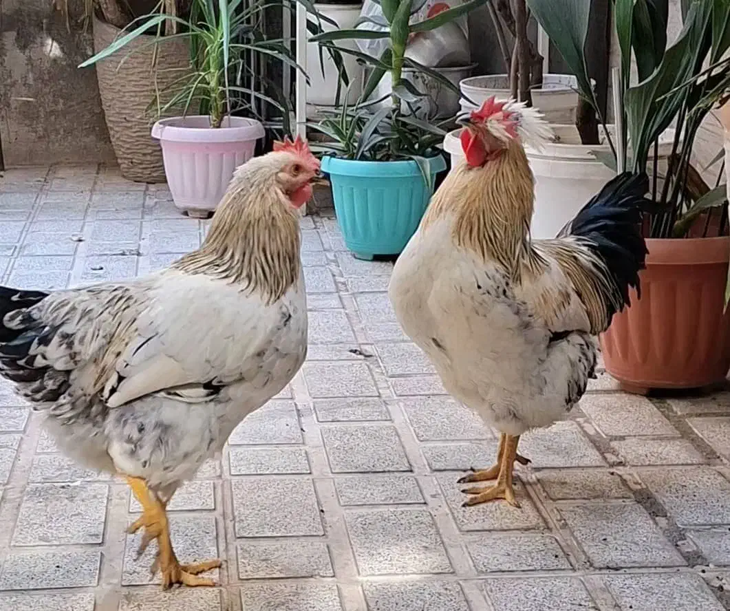 مرغ و خروس محلی|حیوانات مزرعه|تهران, قاسم‌آباد|دیوار