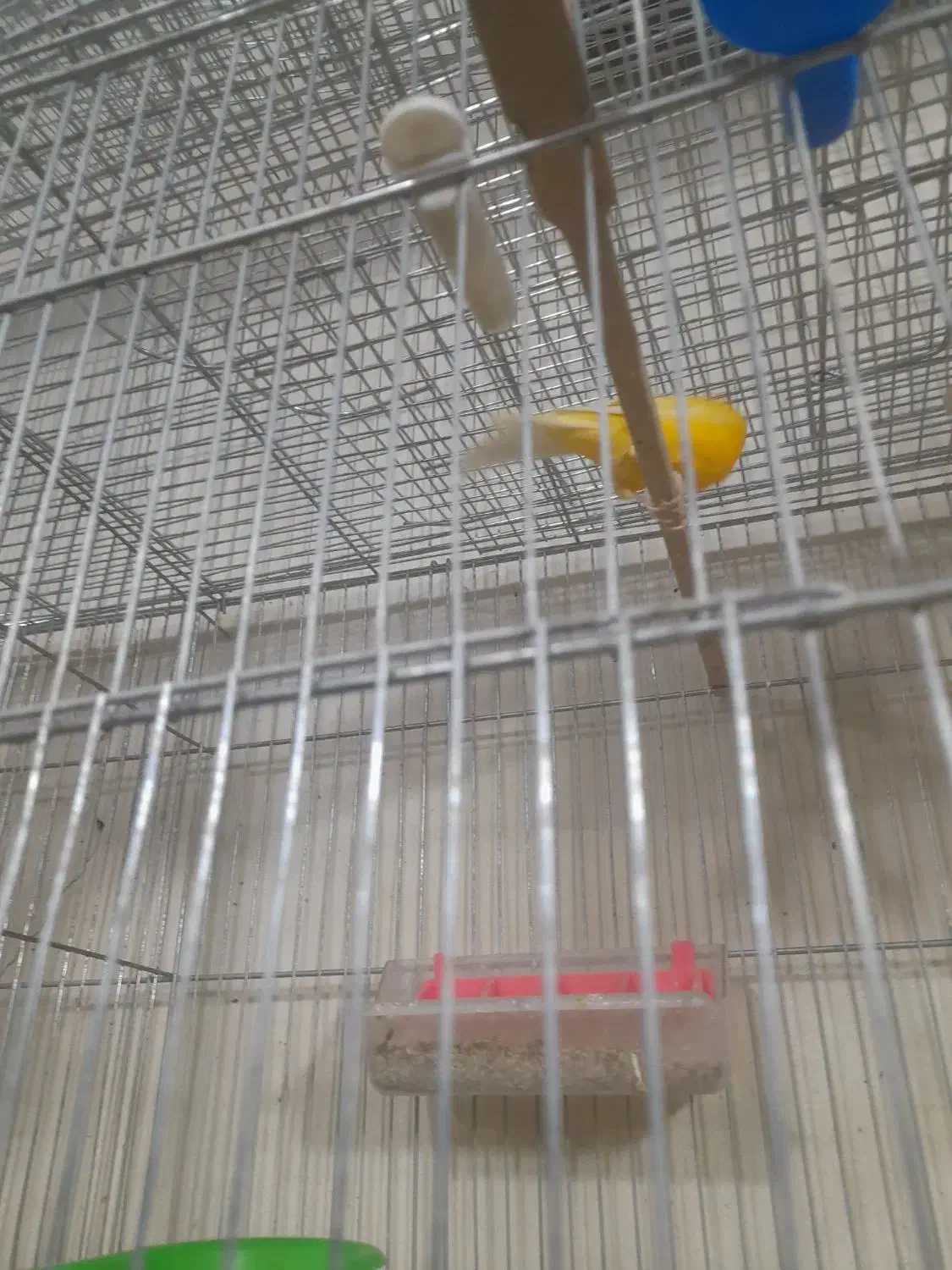 خرید فروش انواع پرنده زینتی|پرنده|سیرجان, |دیوار