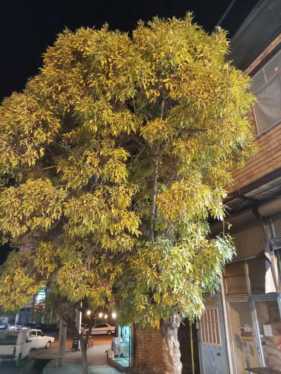 حرص انواع درخت به صورت رایگان پذیرفته می شود|خدمات باغبانی و درختکاری|خلخال, |دیوار