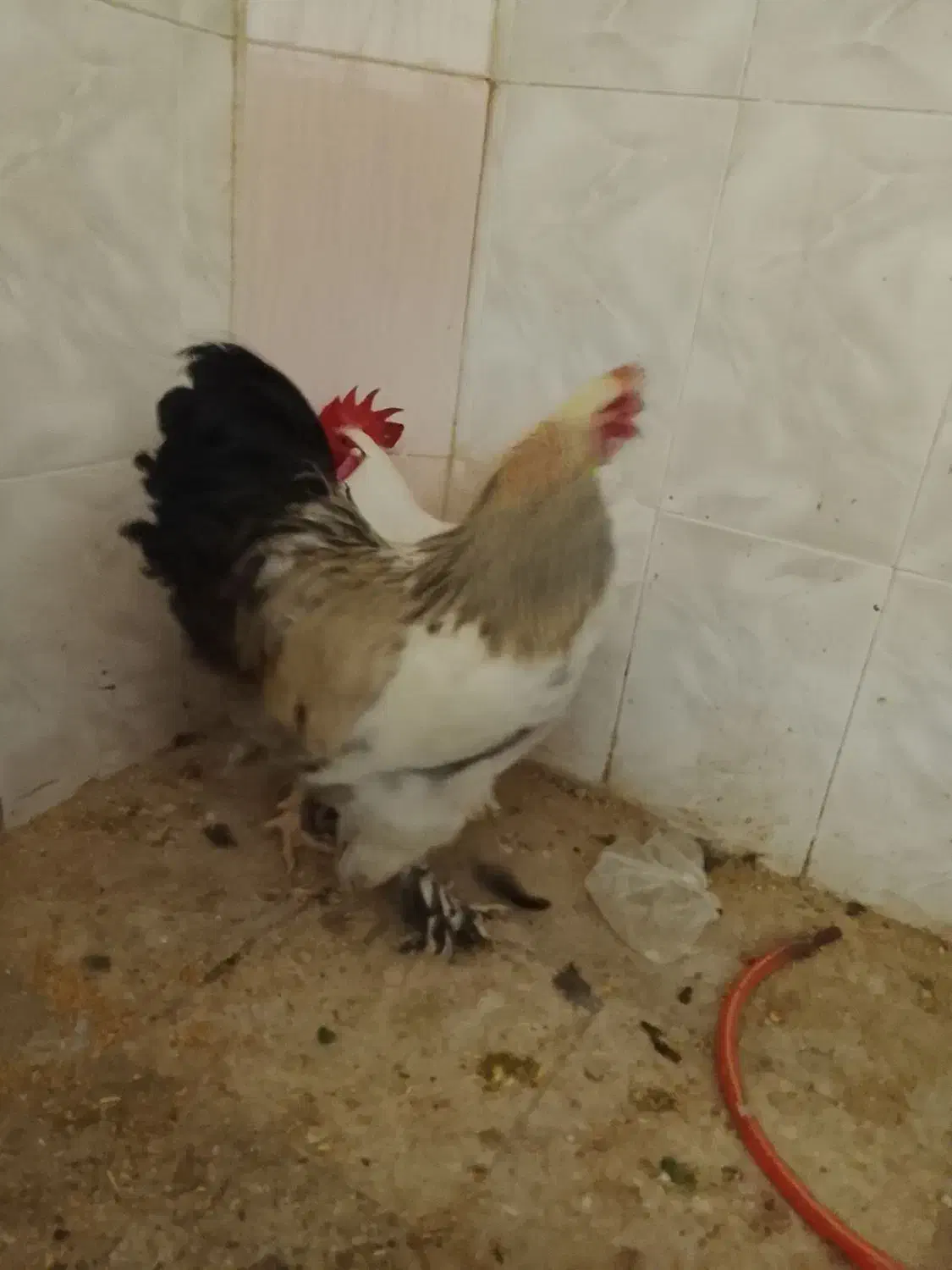 خروس برهما|حیوانات مزرعه|قم, ولیعصر|دیوار