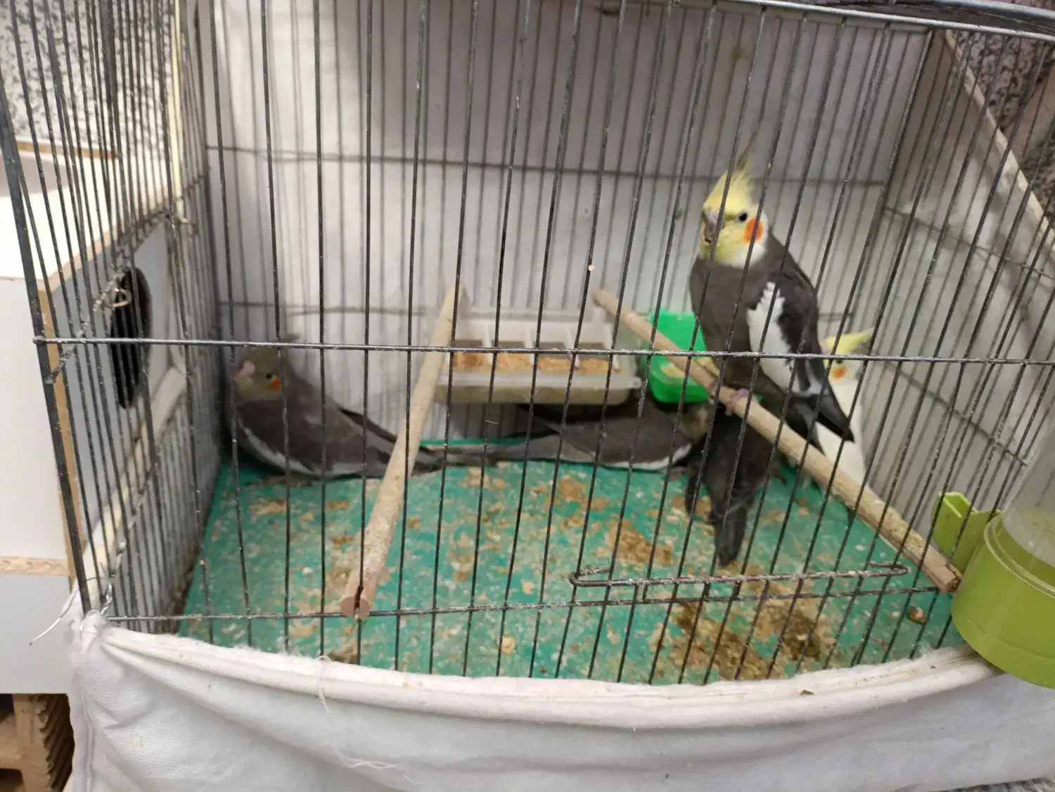 عروس هلندی و مرغ عشق|پرنده|خمینی‌شهر, |دیوار