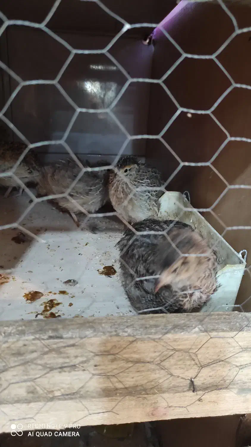 بلدرچین معمولی و مینیاتوری سه عدد کالفرنیا موجود|پرنده|رشت, علی آباد|دیوار