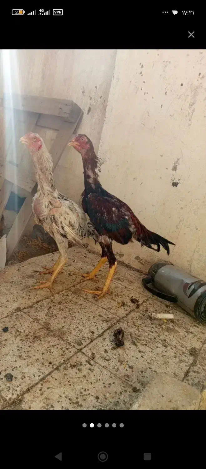 ۵ تا جوجه خروس لاری|حیوانات مزرعه|تربت جام, شاهد|دیوار