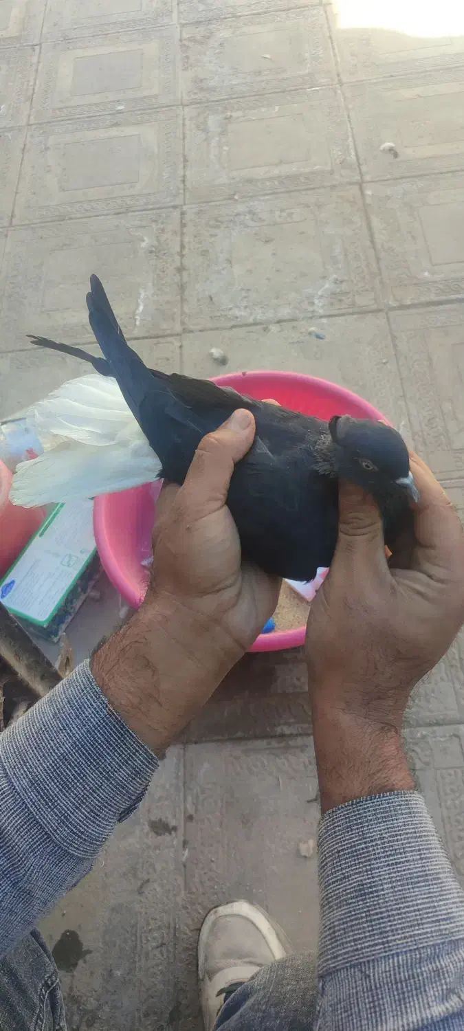 چهار عدد حیون|پرنده|مه ولات, |دیوار