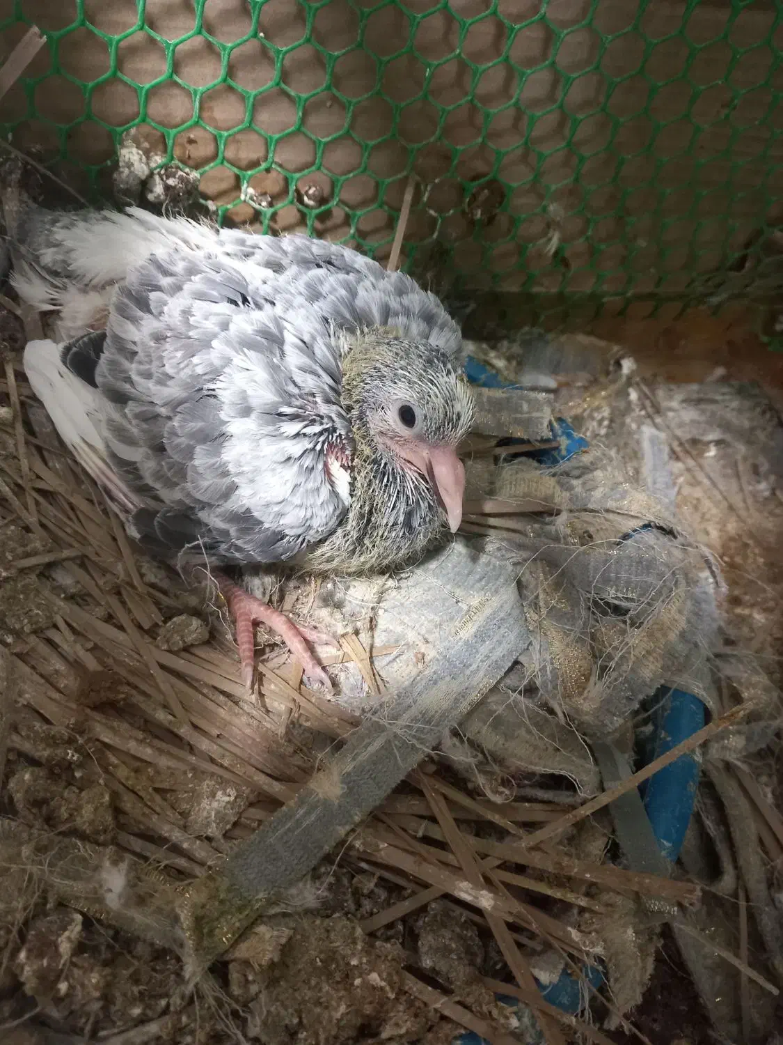 گم شده|حیوانات|سراوان, |دیوار