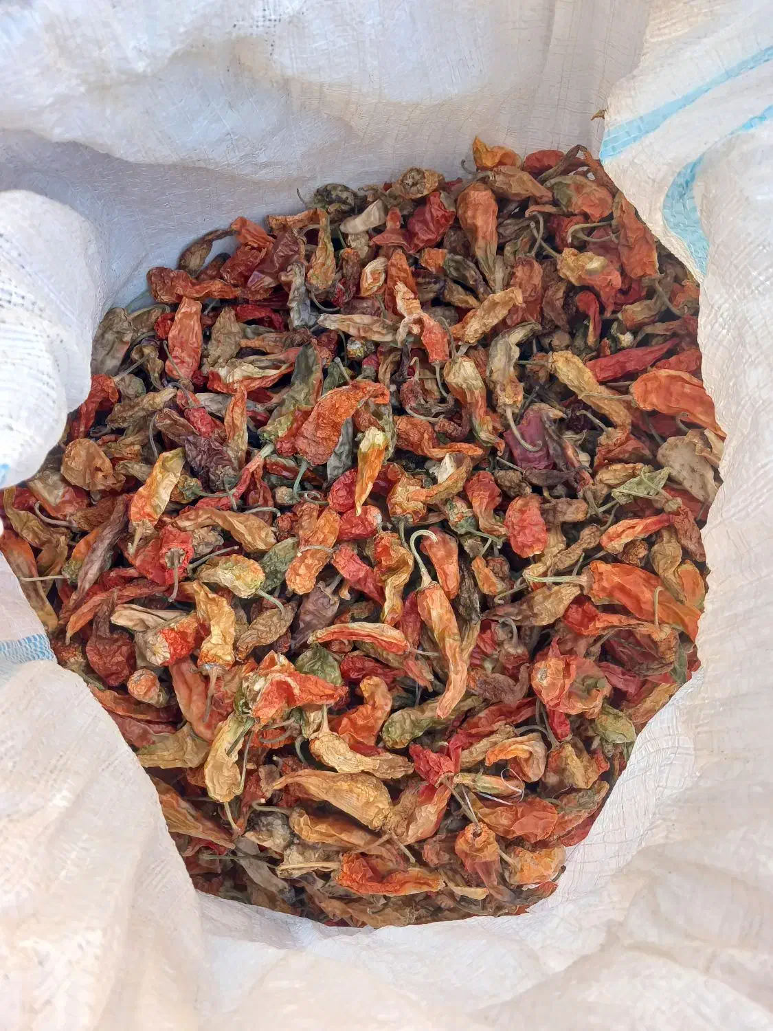 فلفل تند خوشک هستش کسی خواست درختمتم|عمده‌فروشی|لیلان, |دیوار