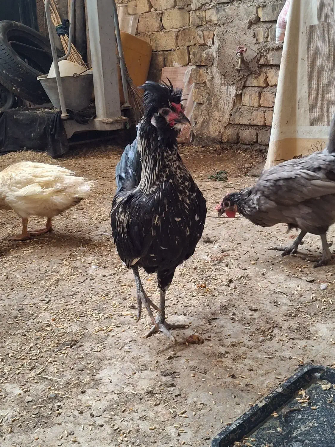 خروس|حیوانات مزرعه|شیراز, حجت آباد|دیوار