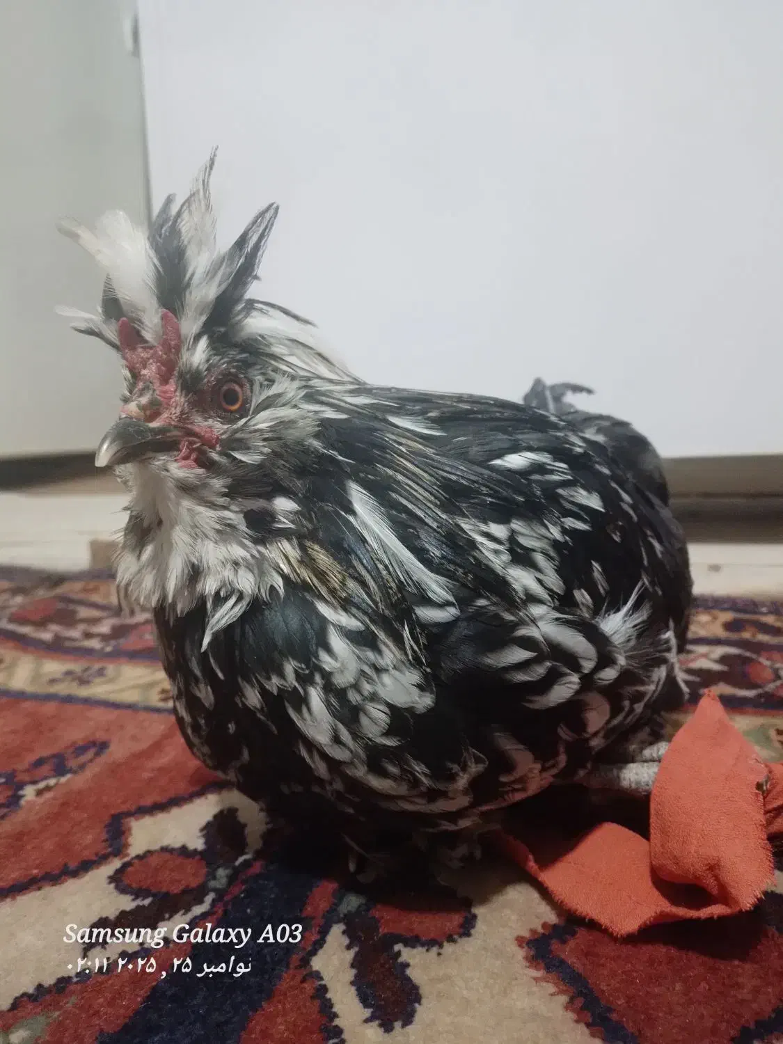 خروس لهستانی جوان|حیوانات مزرعه|دوگنبدان, |دیوار