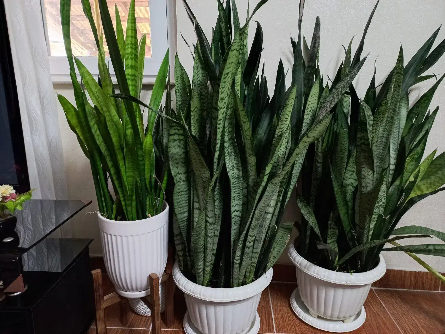 فروش گل خانگی|گل و گیاه طبیعی|رودبنه, |دیوار