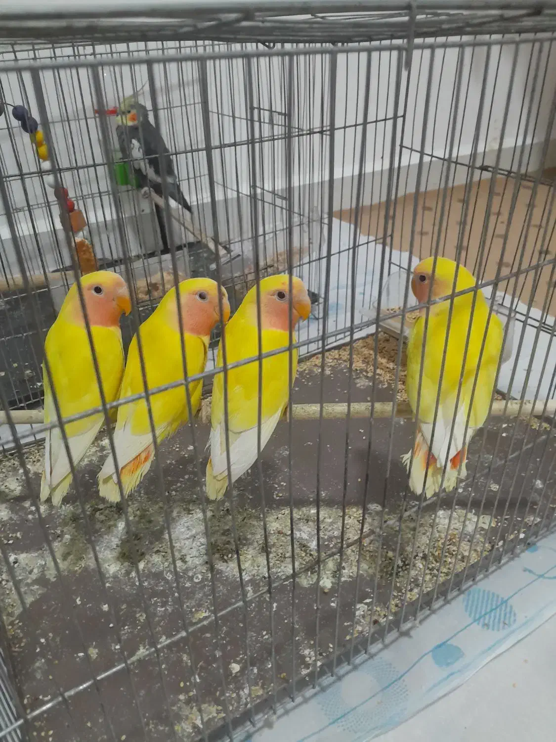 فروش چهار طوطی برزیلی خوشکل وشیطون|پرنده|دزفول, |دیوار