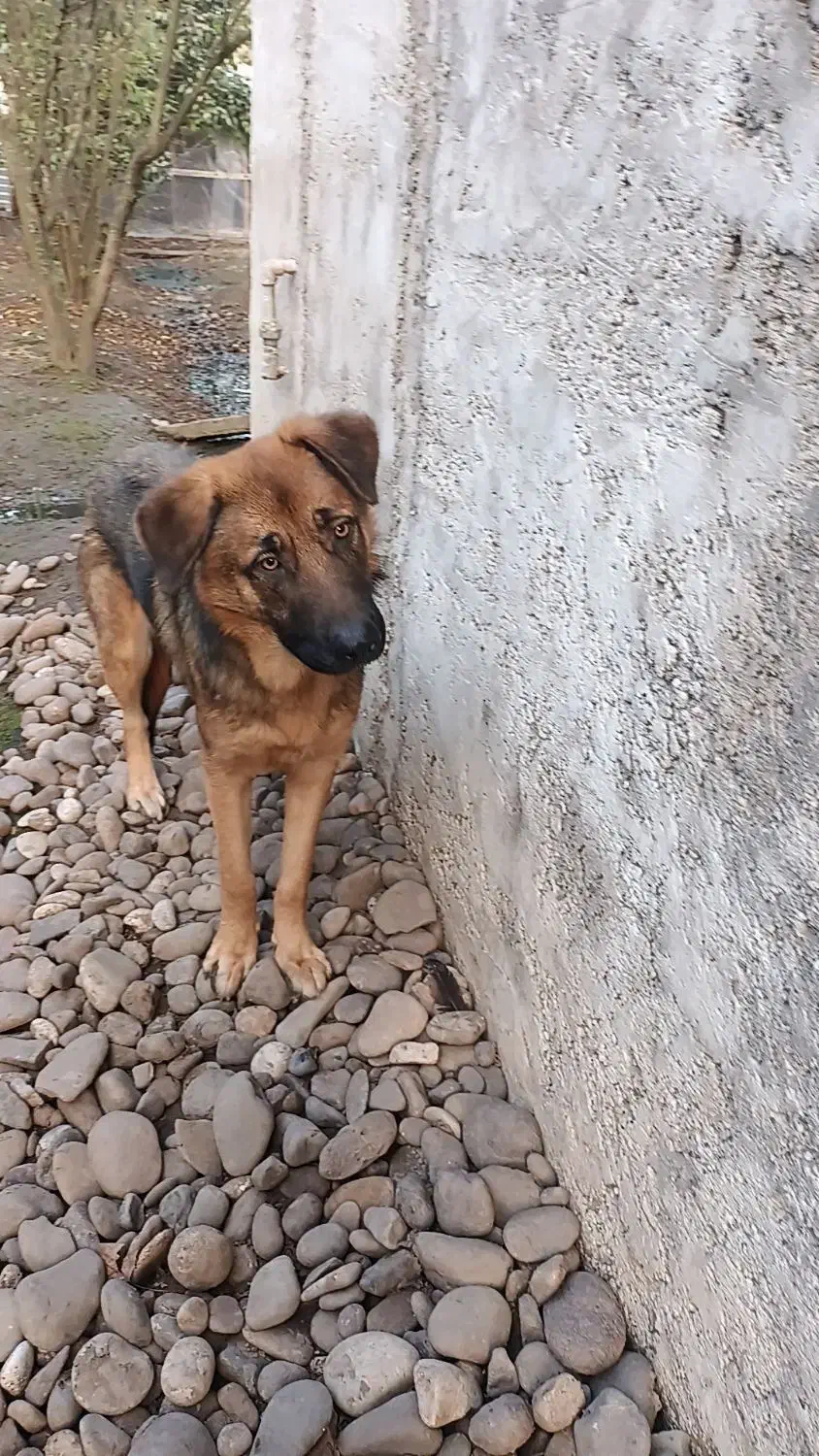 سگ ژرمن|سگ|کوچصفهان, |دیوار