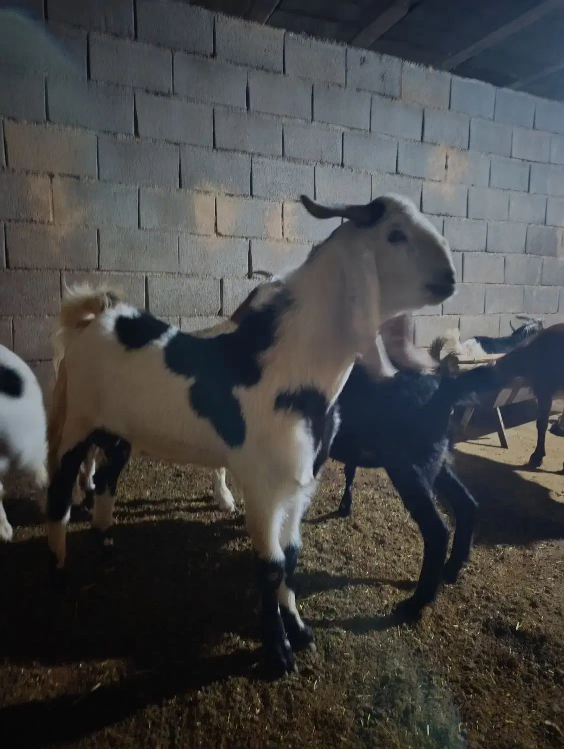 نر بز پاکستانی اصل|حیوانات مزرعه|لردگان, |دیوار