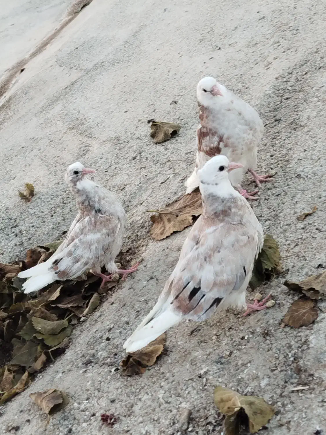 کفتر|پرنده|ماهنشان, |دیوار