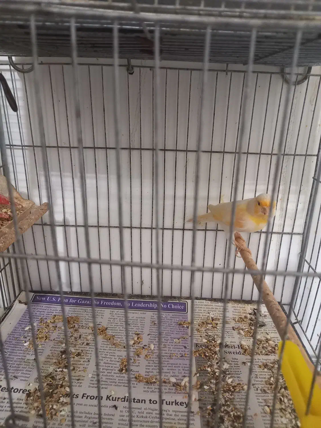 قناری موزایکی|پرنده|نوشین شهر, |دیوار