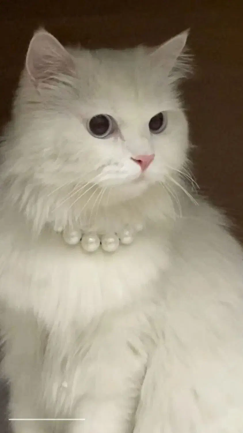 جفت گیری|گربه|همدان, |دیوار