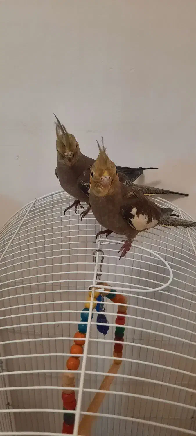 جوجه عروس هلندی|پرنده|قرچک, میرزائی جنوبی|دیوار