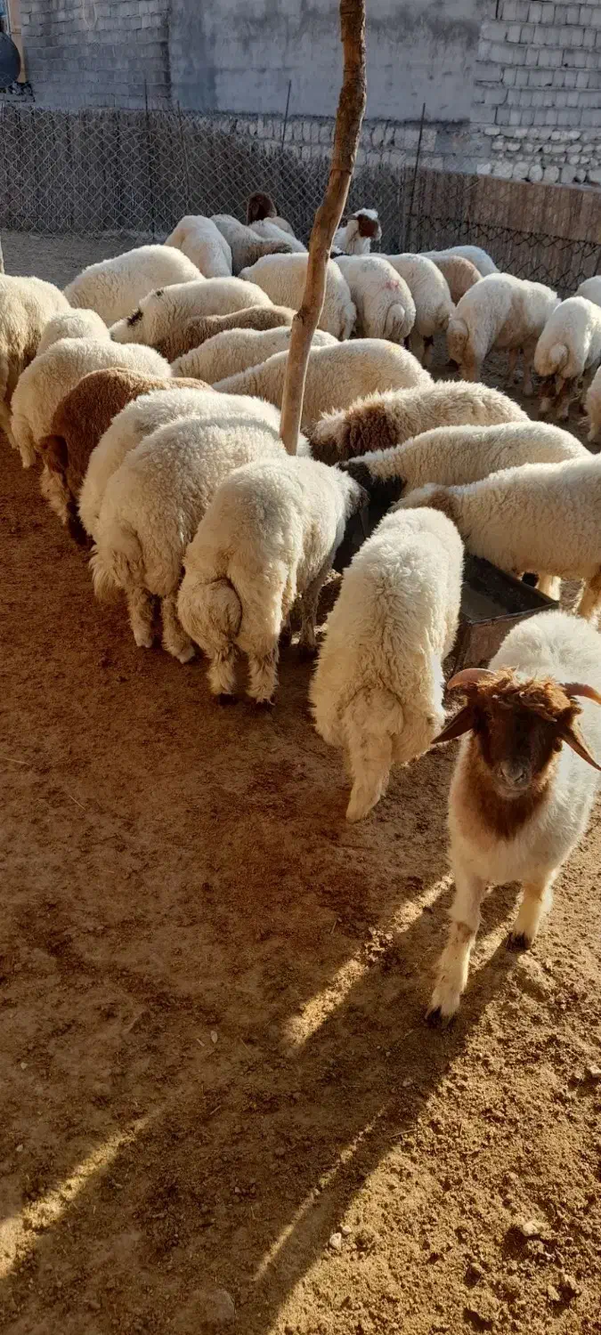 بره|حیوانات مزرعه|سیوان, |دیوار