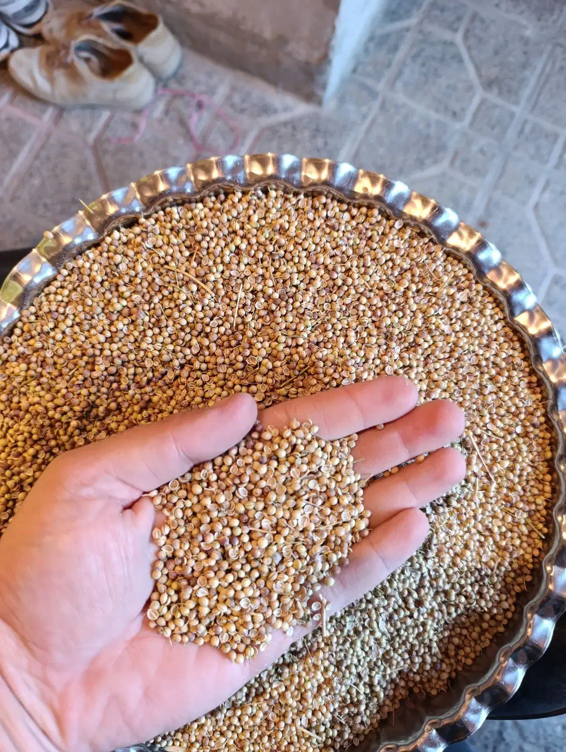 گشنیز|عمدهفروشی|کنگاور, |دیوار