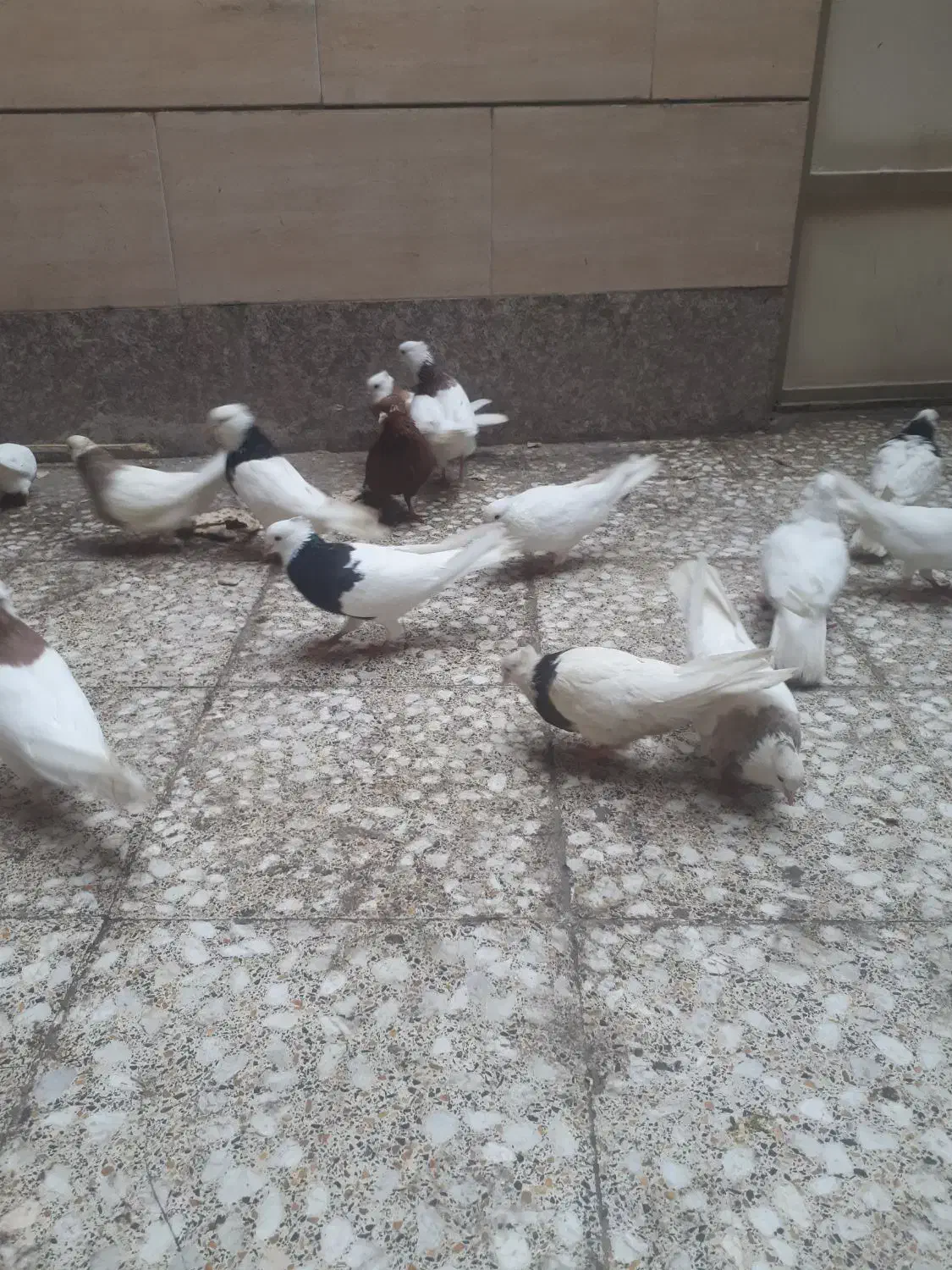 طوقی هفت رنگ زرد سیاه|پرنده|باوی, |دیوار