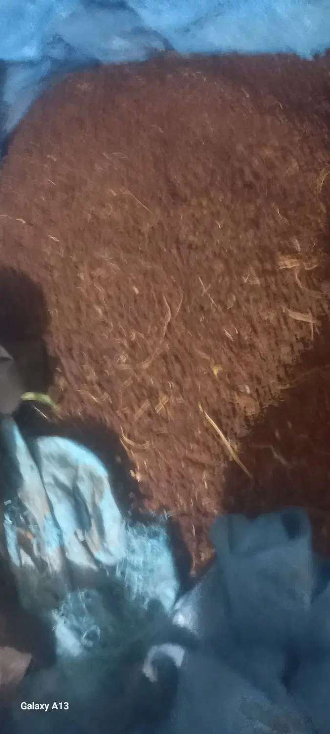 کشمش بی دانه اصل|عمدهفروشی|مشکان, |دیوار