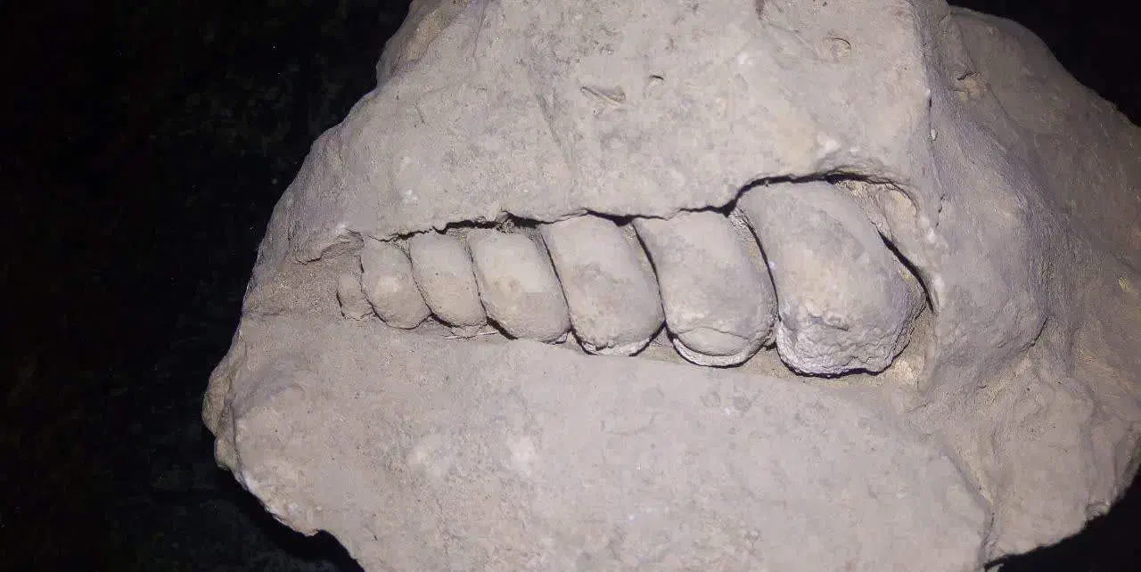 فسیل|کلکسیون اشیاء عتیقه|بیضا, |دیوار