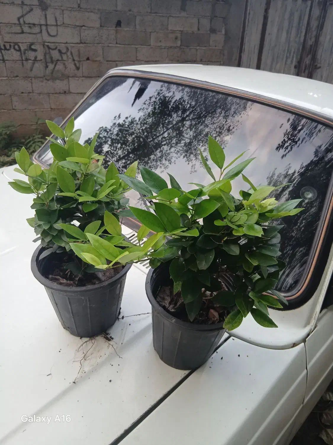 یاس هلندی سطل ۴ هرس شده لوکس|گل و گیاه طبیعی|رحیم‌آباد, |دیوار