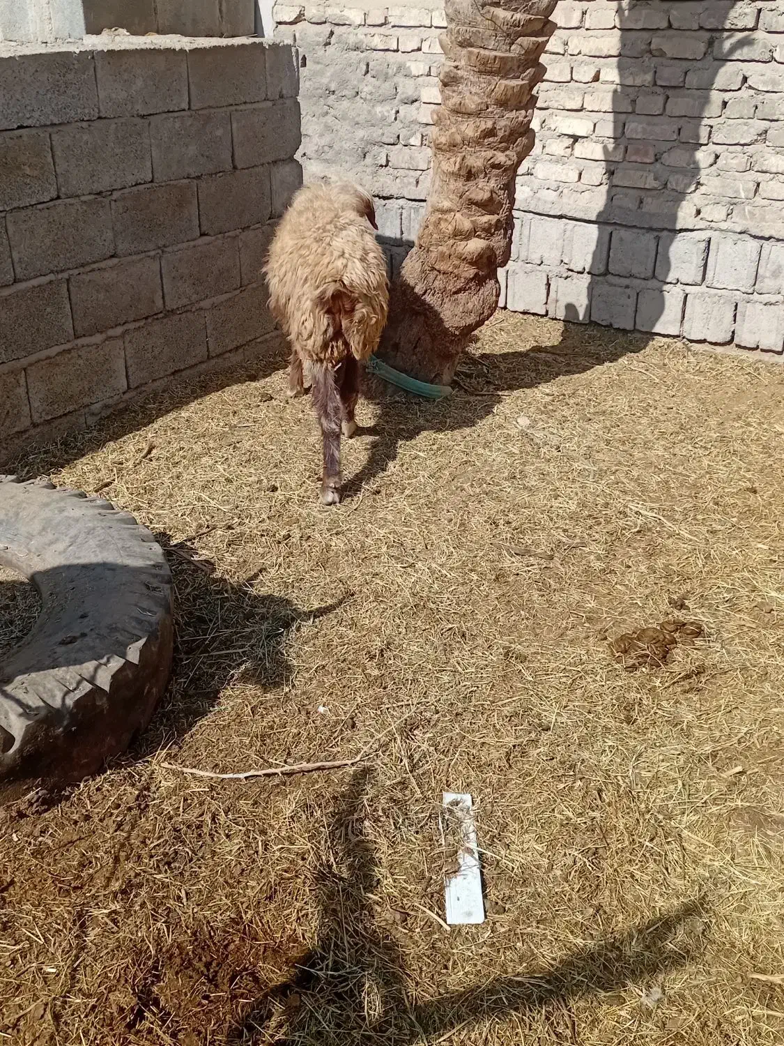 کاورفروشی ابستن|حیوانات مزرعه|جیرفت, |دیوار