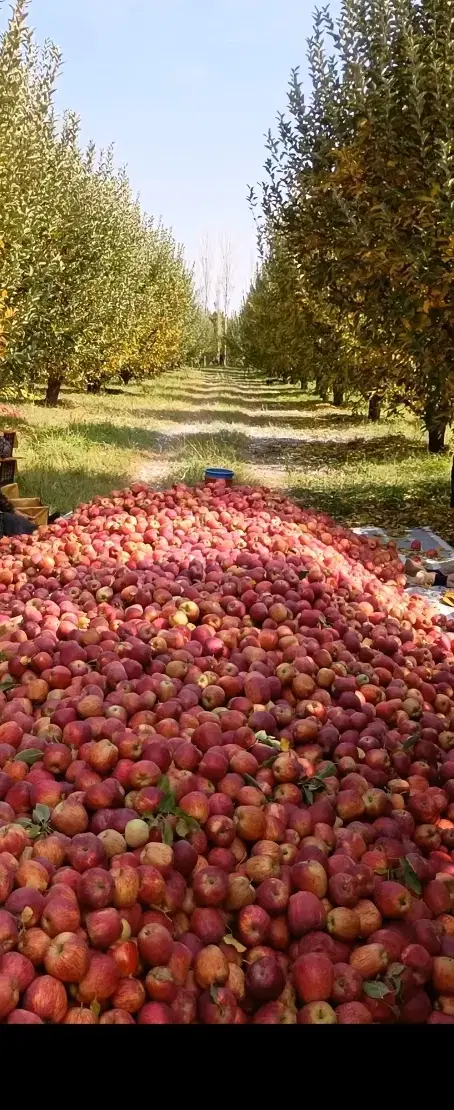 سیب|خوردنی و آشامیدنی|اشنویه, |دیوار