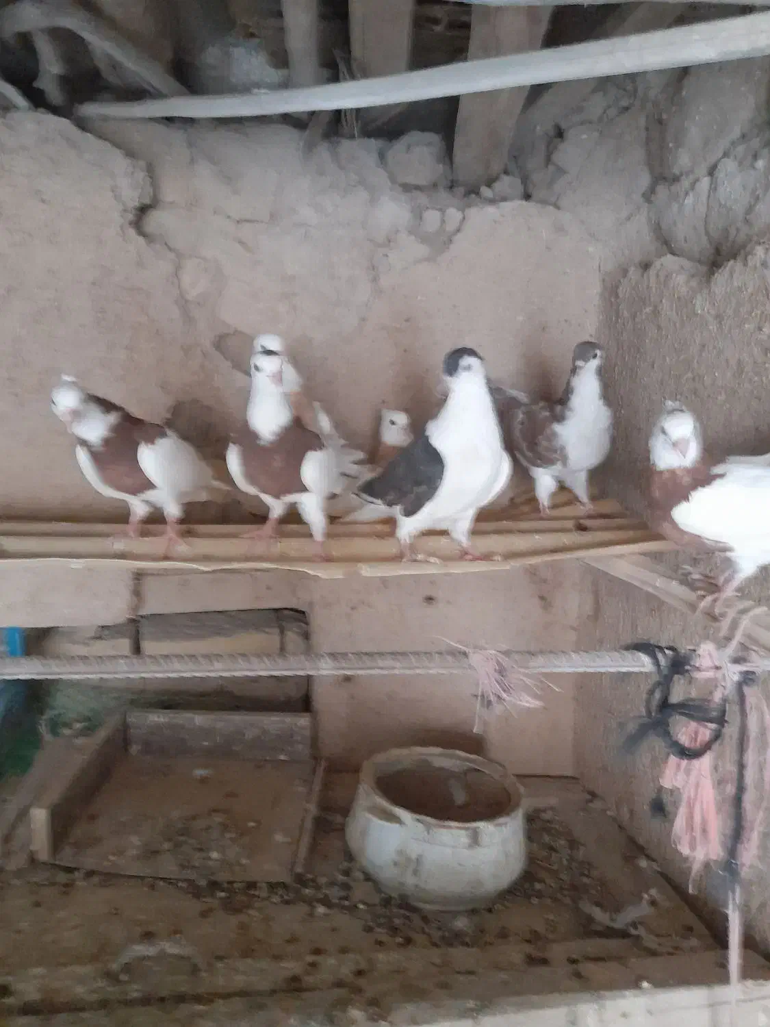 ساده طوقی|پرنده|قلندر آباد, |دیوار