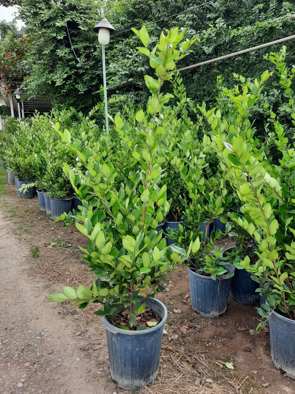 یاس هلندی سطل ۷و۱۲|گل و گیاه طبیعی|قائم‌شهر, |دیوار