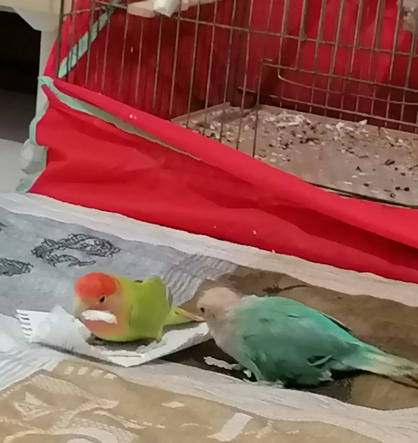 یه جفت طوطی برزیلی همراه با قفس|پرنده|اندیشه, اندیشه فاز ۱|دیوار