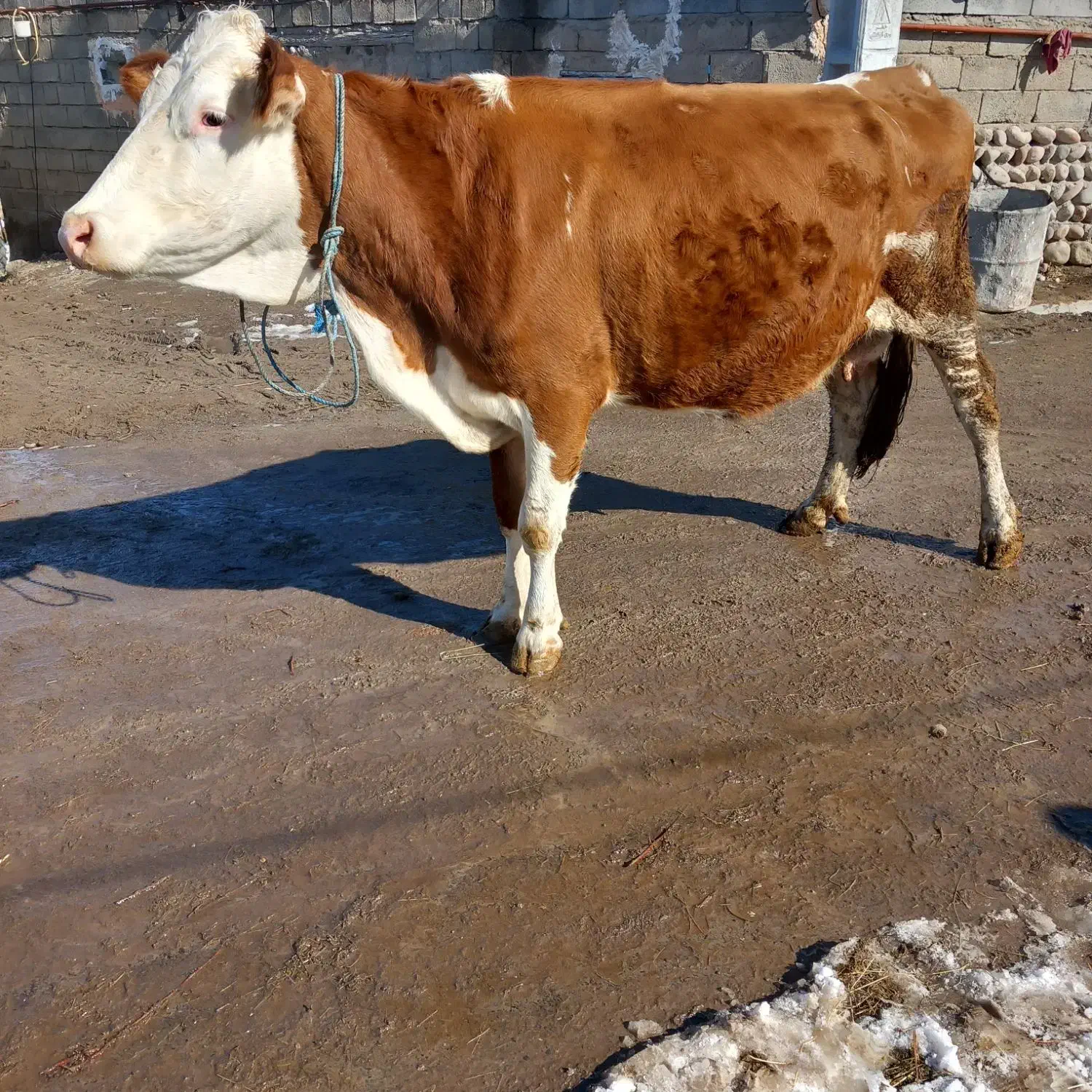 گاو سیمینتال درجه یک|حیوانات مزرعه|هشترود, |دیوار