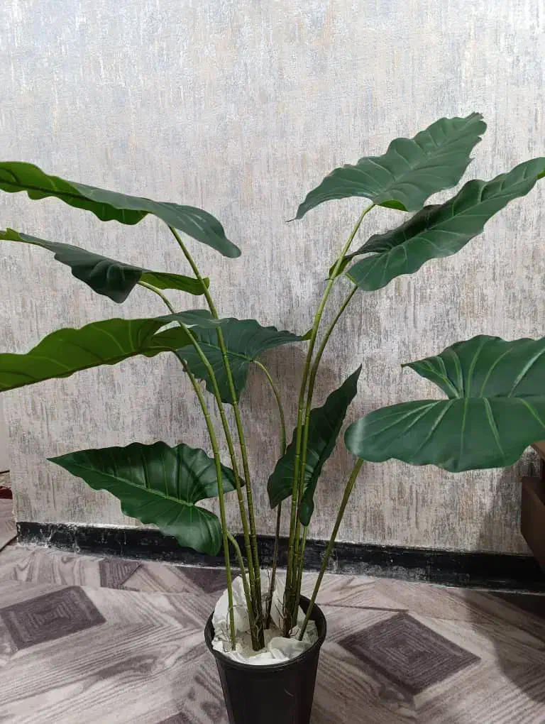 درختچه بابا آدم|گل مصنوعی|دزفول, |دیوار