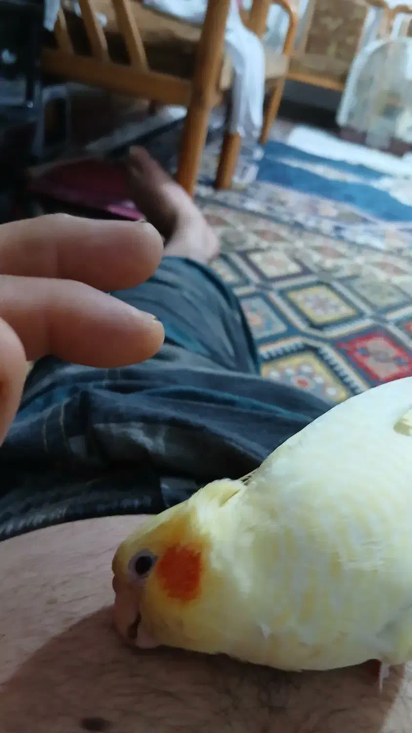 طوطی عروس بازی گوش|پرنده|رشت, شهرک شهید عباسپور|دیوار