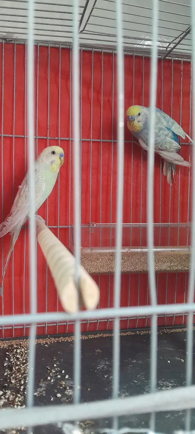 مرغ عشق و فنچ|پرنده|کرمان, |دیوار