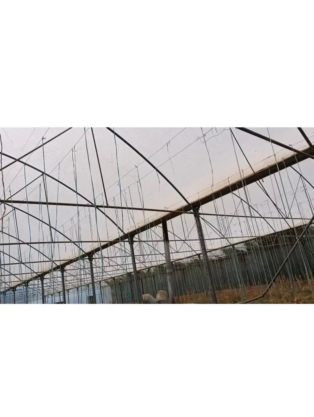 فروش زیر قیمت گلخانه یک هکتاری با طراحی اسپانیایی|فروش دفتر صنعتی، کشاورزی، تجاری|شوشتر, |دیوار